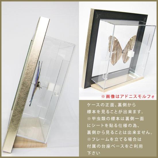 蝶の標本 木製フレーム41✖️51cm 蝶の標本 木製フレーム41✖️51cm
