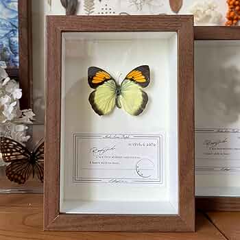 蝶の標本 木製フレーム41✖️51cm 蝶の標本 木製フレーム41✖️51cm