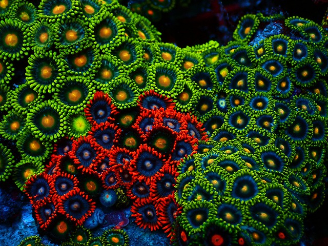 インドネシアからサンゴが入荷！ソフトコーラルもたっぷり在庫ござい