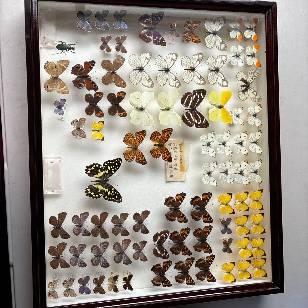 蝶の標本 木製フレーム41✖️51cm 蝶の標本 木製フレーム41✖️51cm 蝶の標本 木製フレーム41✖️51cm 蝶